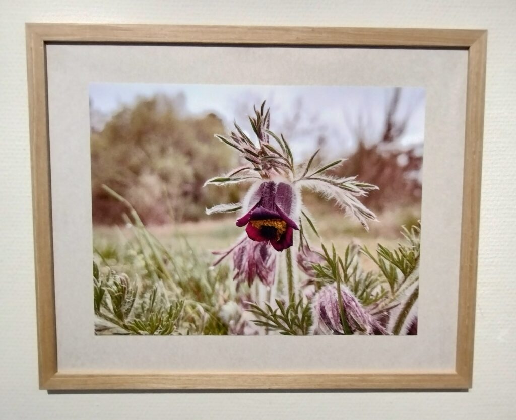 Dette billede har en tom ALT-egenskab (billedbeskrivelse). Filnavnet er FotoKobjaelde-1-1024x834.jpg